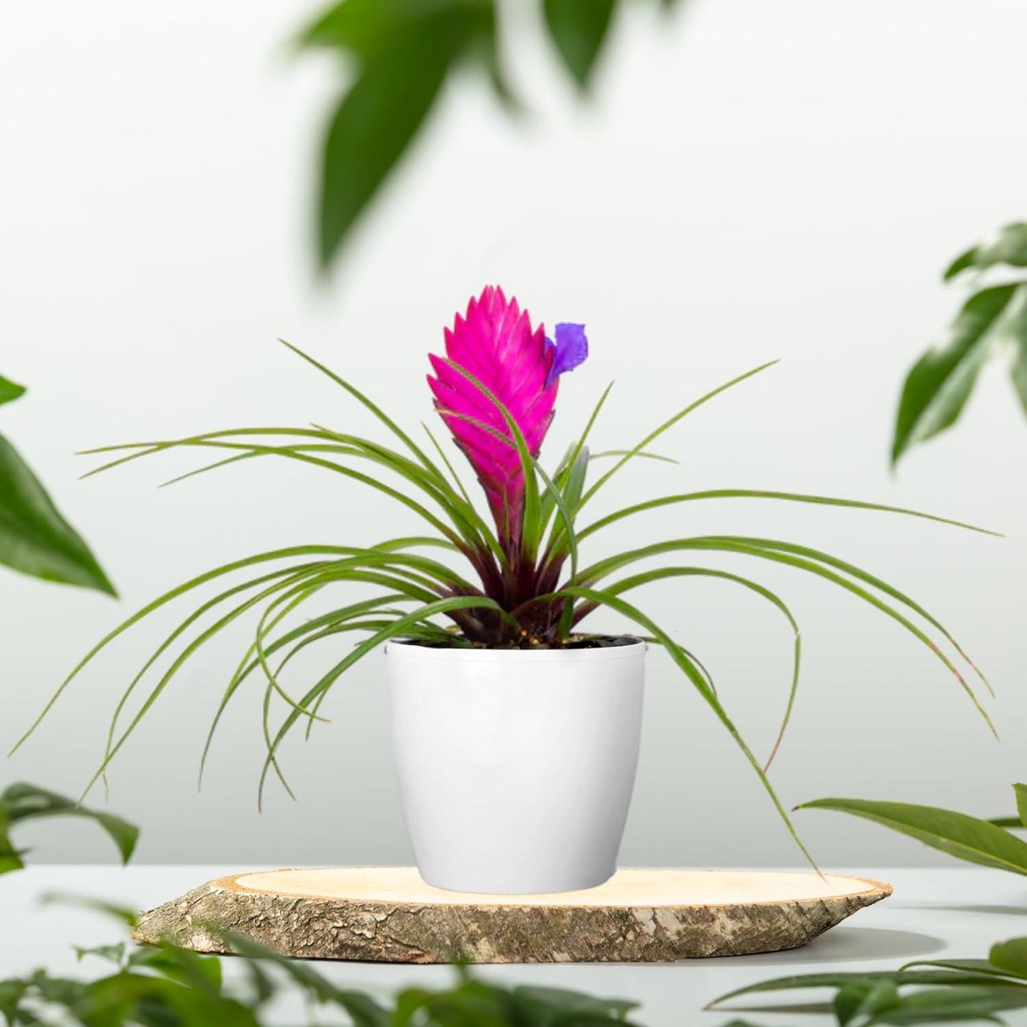 Airplant Tillandsia Cyanea Pink Quill Plant without Flowers for Home, Balcony & Outdoor Gardening